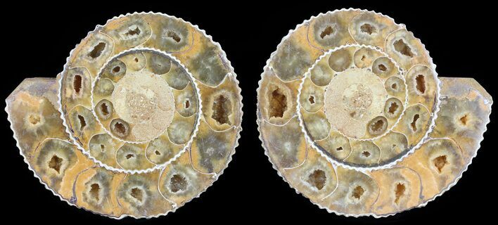 Cut & Polished Ammonite (Perisphinctes) Fossil #53866